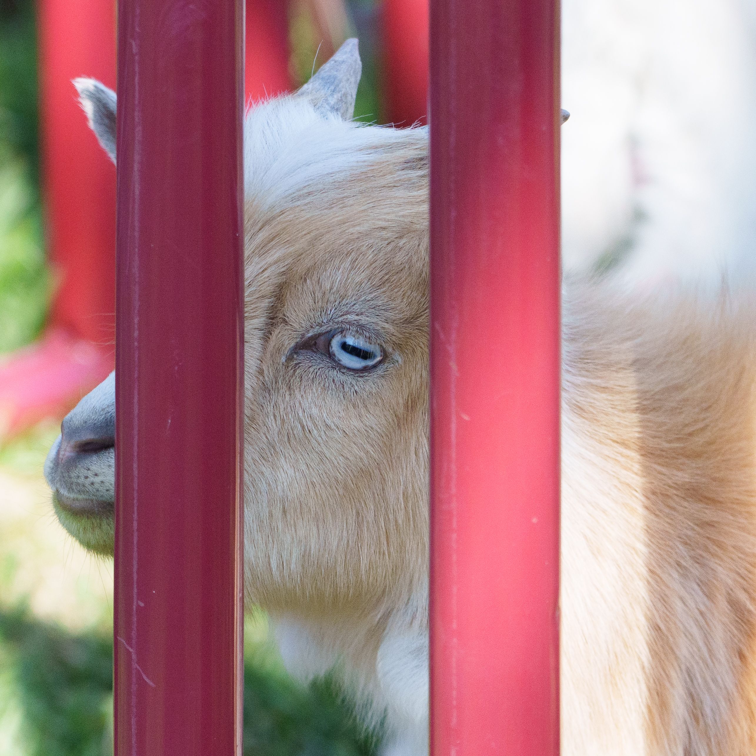 Photo of a goat in a pen